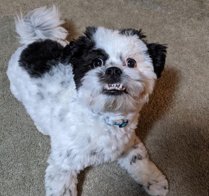 Showing All The Teeth