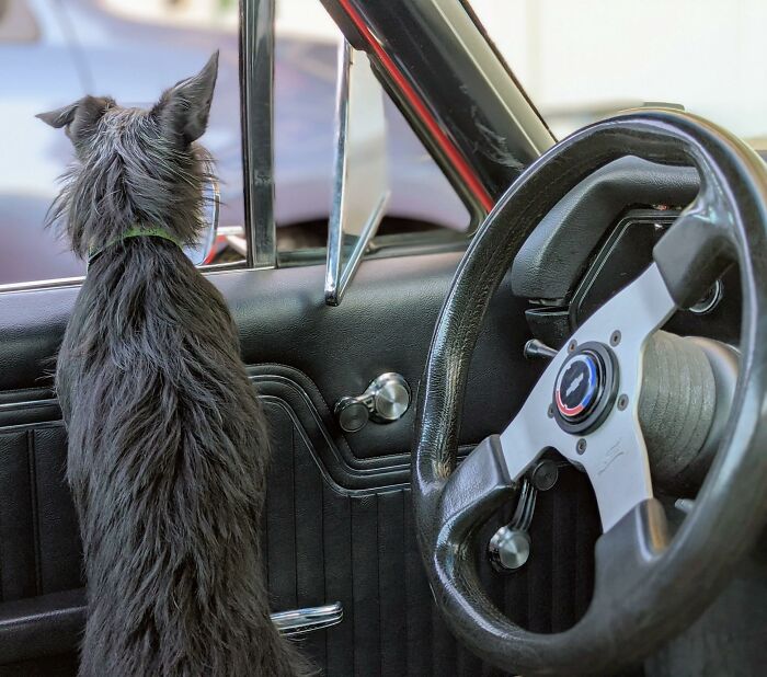 The Millies Standing Watch In My Elcamino.