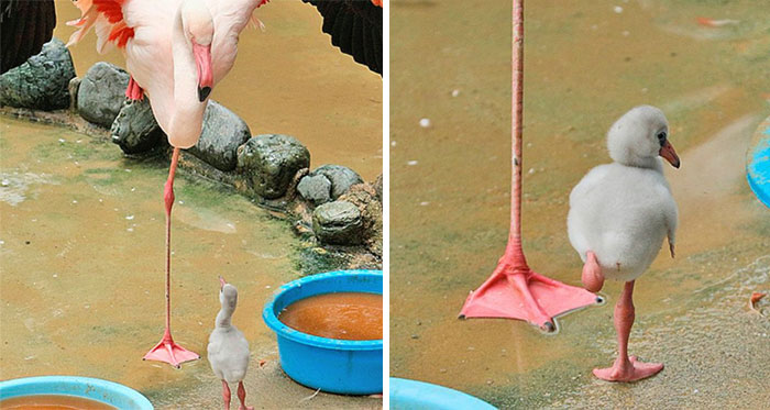 This Facebook Page Is All About Animal Images That Need To Be Seen (50 New Pics)