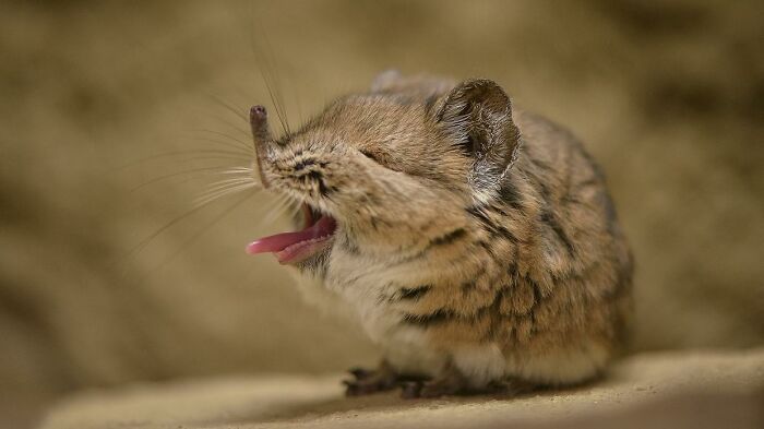 A pesar de su apariencia, las musarañas elefante están más emparentadas con los elefantes que con las musarañas