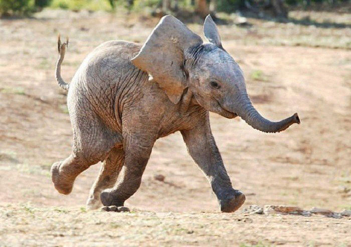 Los elefantes son animales inteligentes, sociales y empáticos que muestran un comportamiento de resolución de problemas espontáneo