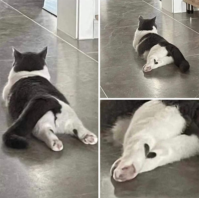 This Facebook Page Is All About Animal Images That Need To Be Seen (50 New Pics)