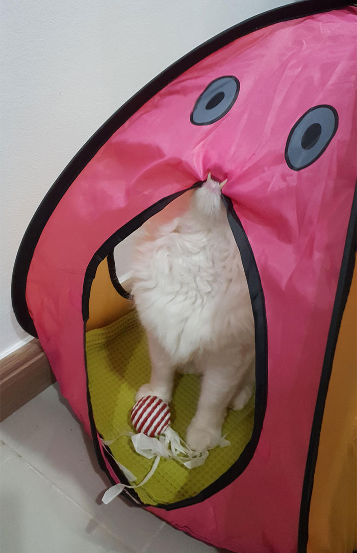 This Facebook Page Is All About Animal Images That Need To Be Seen (50 New Pics)