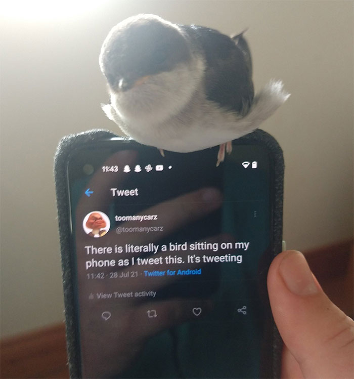 Small bird perched on a smartphone screen showing a tweet about the bird, featuring animal images that need to be seen.