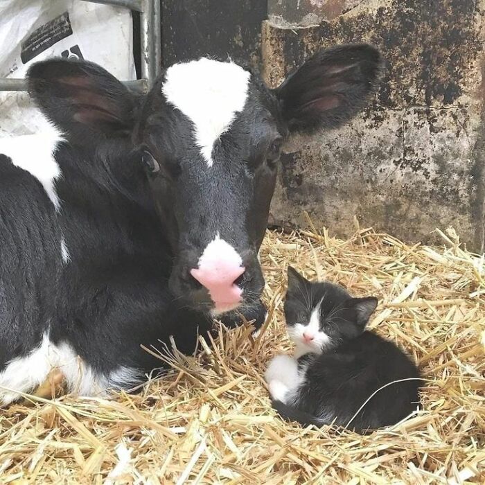 This Facebook Page Is All About Animal Images That Need To Be Seen (50 New Pics)