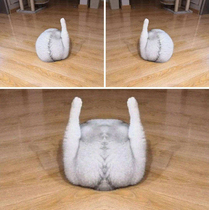 A fluffy cat showing its back and tail up on a wooden floor in unusual poses for animal images.