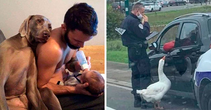 Esta página de Facebook está llena imágenes de animales que hay que ver (40 fotos nuevas)