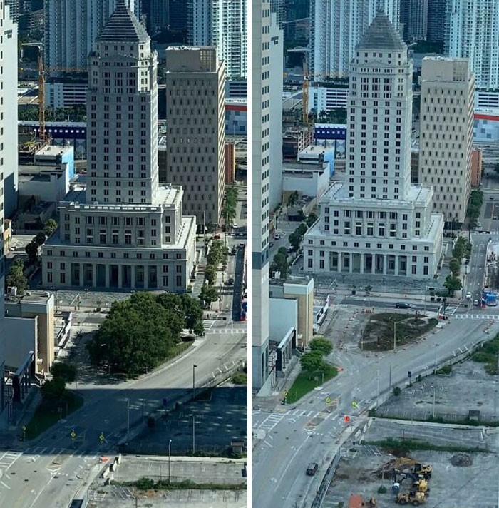 My City Decided It Didn’t Want These Trees Anymore