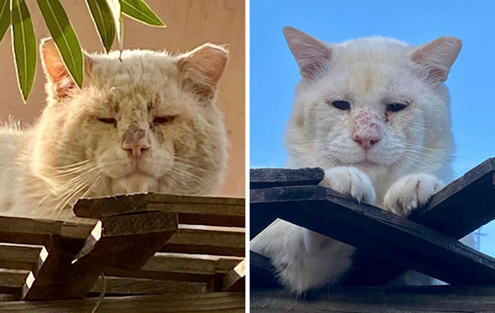 Este es mi amigo felino Sad Boy, mostrando lo bien que se ve después de unos meses de amor y cuidado