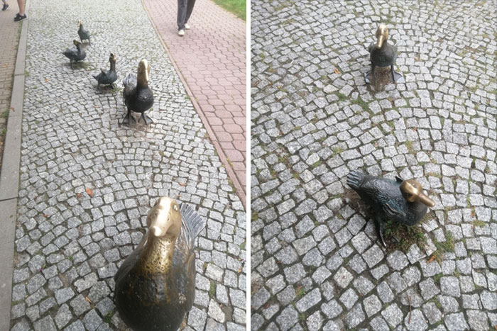 Patos bien acariciados