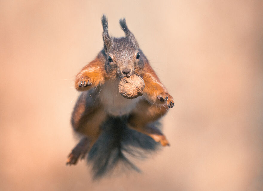 Belgian Photographer Captures 40 Perfectly Timed Animal Photos