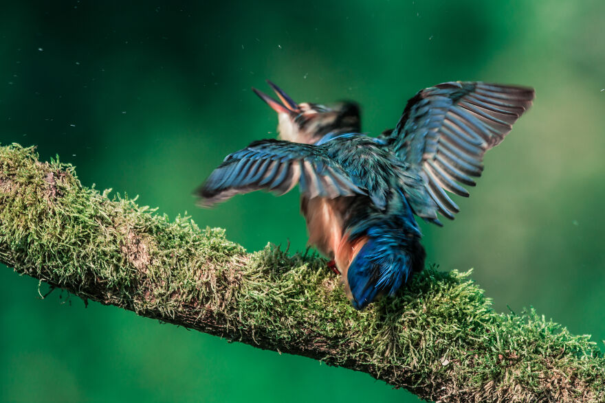 Belgian Photographer Captures 40 Perfectly Timed Animal Photos