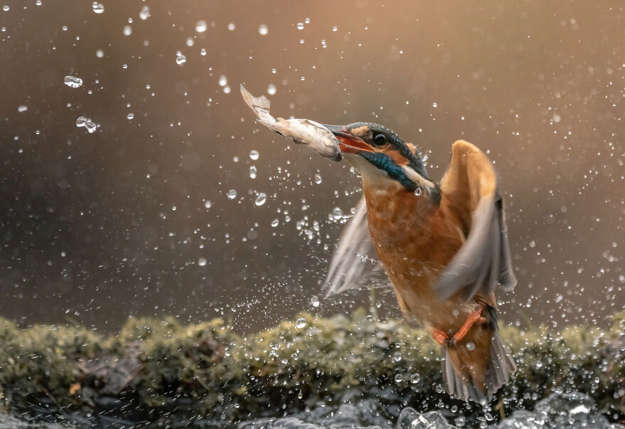 Belgian Photographer Captures 40 Perfectly Timed Animal Photos