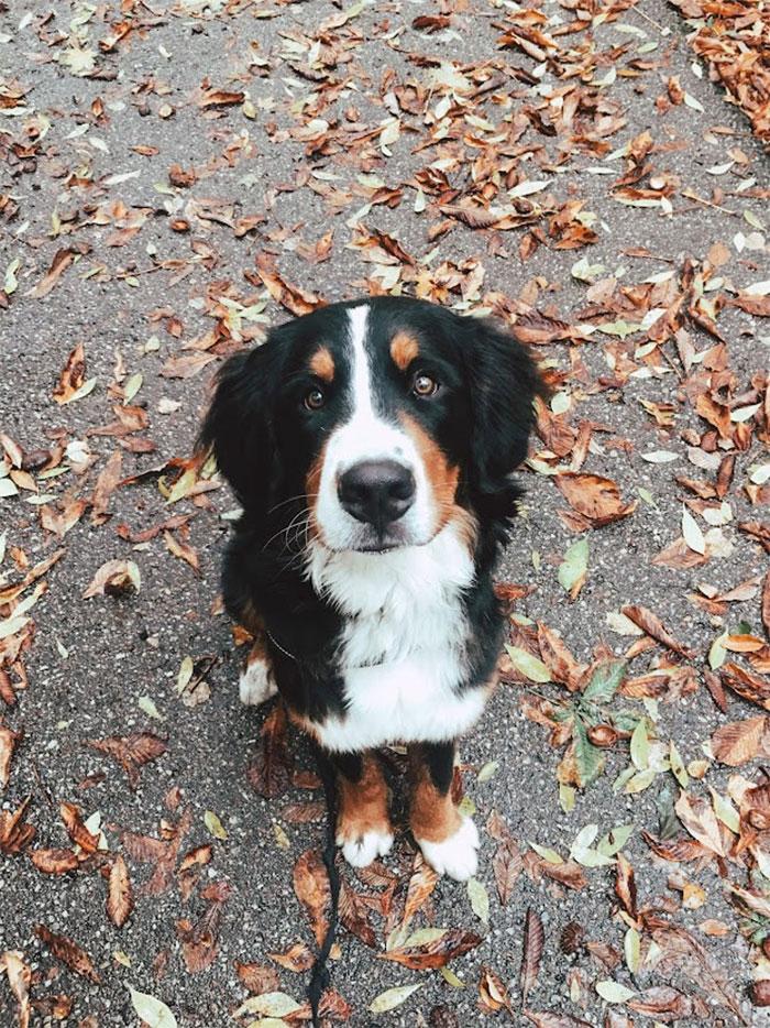 Trying To Blend Into Surroundings