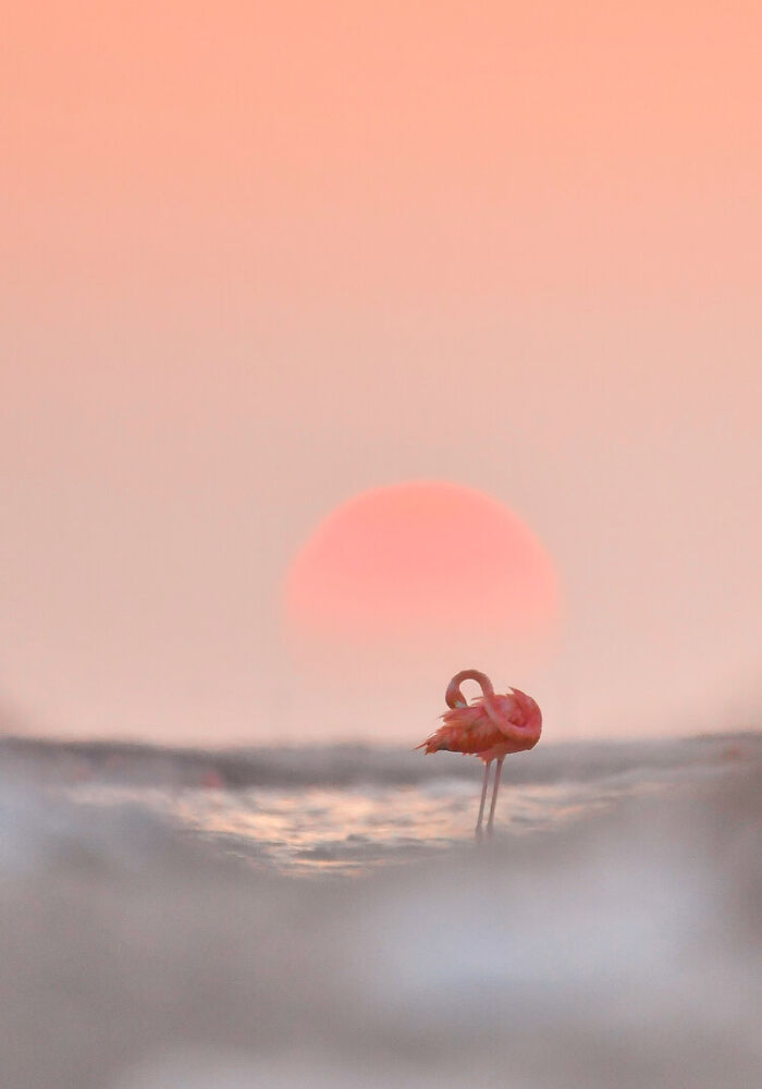Flamingo standing in water at sunset, capturing a serene moment featured in the best wildlife photos collection.