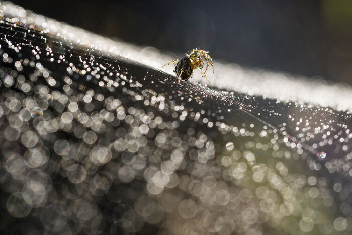 Close-up of a spider on its dew-covered web showcasing detailed wildlife photography from the 2021 WildArt contest.