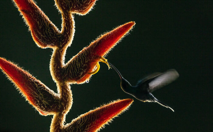 Hummingbird feeding from a unique red and yellow flower, captured in a stunning wildlife photo from a nature photography contest.