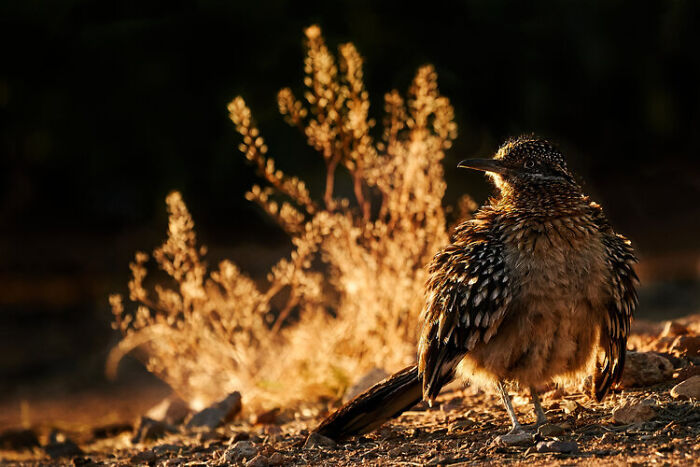 Close-up of a bird in golden sunlight, showcasing stunning wildlife photography from the WildArt Photographer of the Year contest.