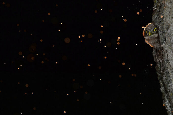 Small owl peeking from tree trunk at night with light reflections, a striking wildlife photo from 2021 contest.
