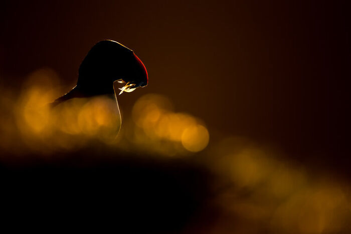 Silhouetted wildlife photo of a bird with glowing bokeh lights, featured in the best wildlife photos collection.