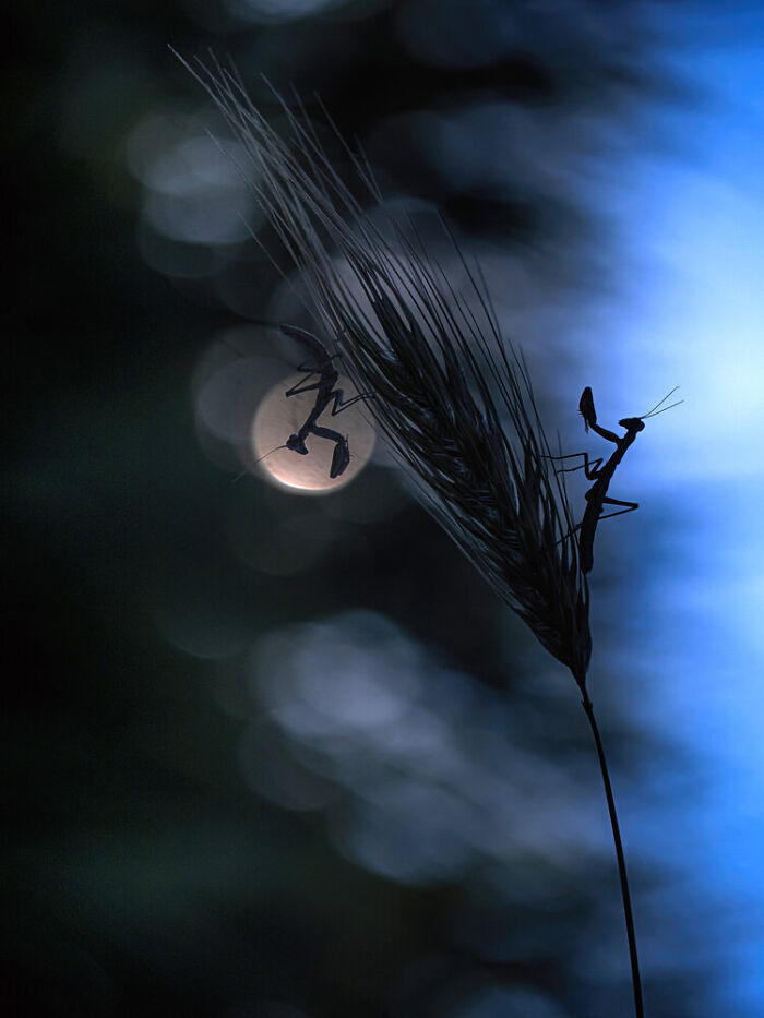 Silhouetted praying mantises on a plant stem against a blurred blue and dark background in a wildlife photography contest.