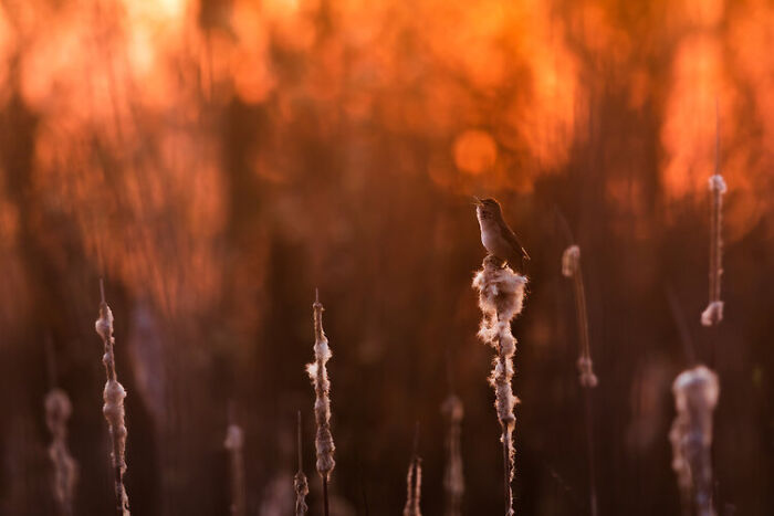 Small bird perched on fluffy reeds at sunset, captured in a stunning wildlife photo from the WildArt Photographer contest.