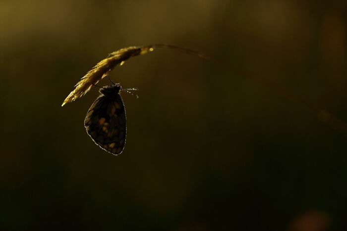 Butterfly hanging from a grass stem in a dark setting, showcasing wildlife photography in a natural environment.