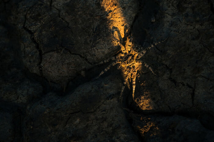 Close-up of a spider illuminated on dark c*****d earth, showcasing striking details in wildlife photography.