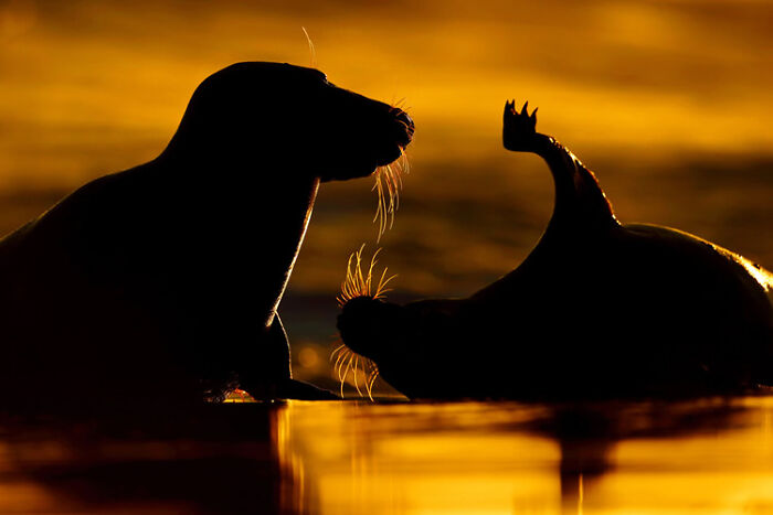 Silhouettes of two seals in water during golden light, showcasing stunning wildlife photography from the 2021 WildArt contest.