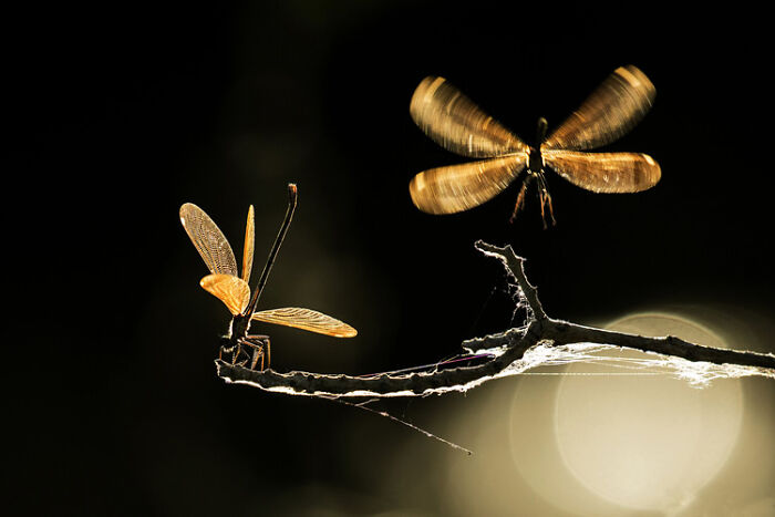Two golden dragonflies on a branch with glowing wings captured in stunning wildlife photography style.