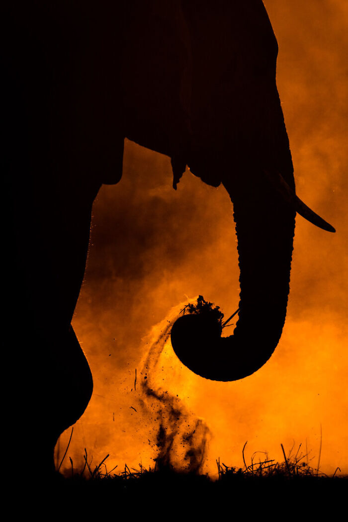 Silhouette of an elephant spraying dust at sunset in a wildlife photo from the WildArt Photographer of the Year contest.