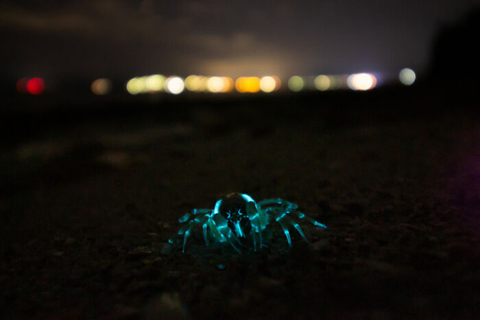 Bioluminescent spider glowing blue in the dark, captured among the best wildlife photos from the WildArt contest.