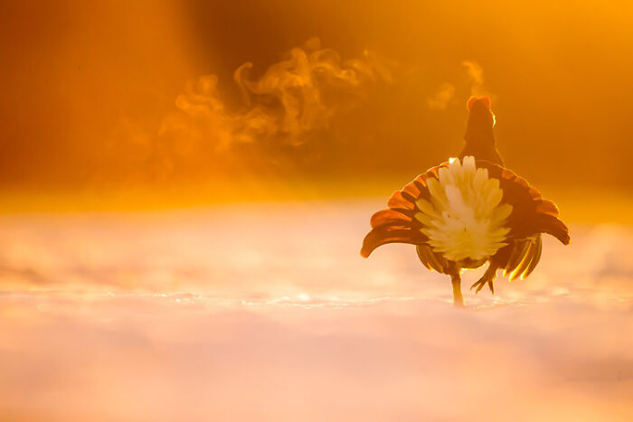 A striking wildlife photo of a bird with red and white feathers standing in warm glowing light at sunrise.