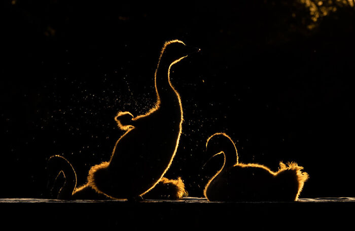Silhouettes of wildlife birds with glowing edges captured in a creative wildlife photo from a nature contest.