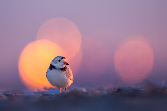 Small bird standing on blurred ground at sunset, captured in a stunning wildlife photo for photographer of the year contest