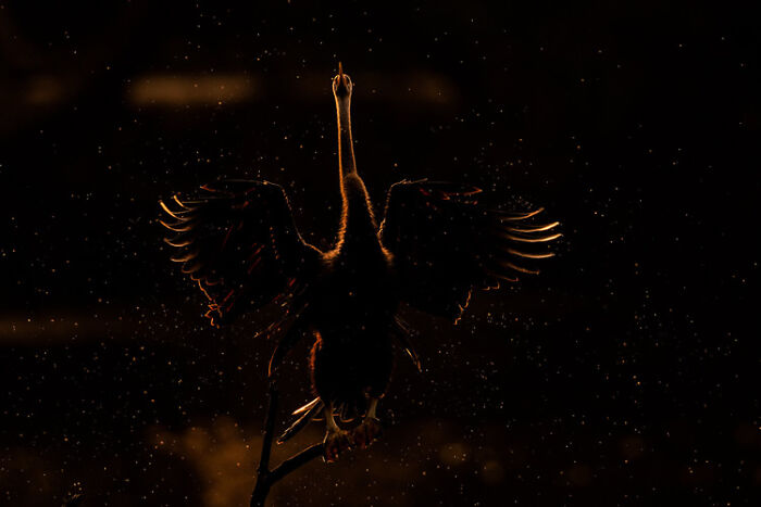 Silhouetted bird with outstretched wings perched on a branch in a dark setting, featured in wildlife photos contest.