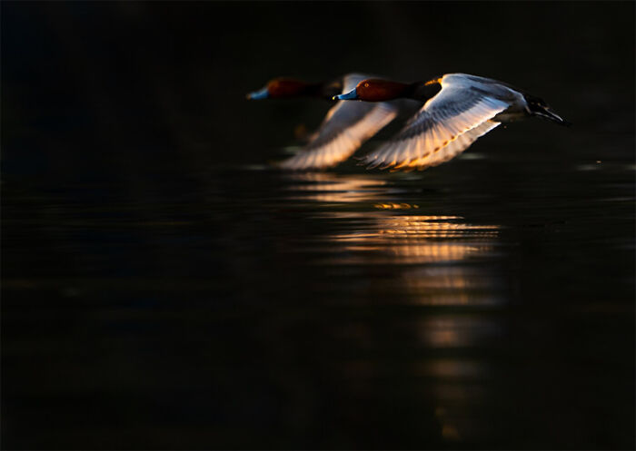 Two ducks flying low over dark water with golden light reflections in a striking wildlife photo.