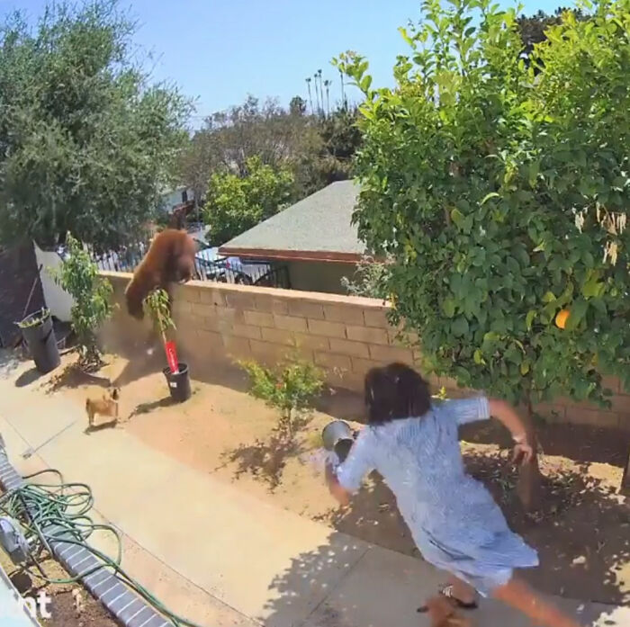 "¡Sin duda la cosa más loca que he encontrado!": Un cazador encuentra una cámara perdida con imágenes grabadas por un oso