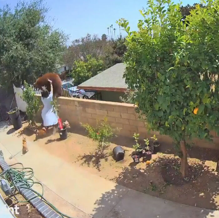 "¡Sin duda la cosa más loca que he encontrado!": Un cazador encuentra una cámara perdida con imágenes grabadas por un oso