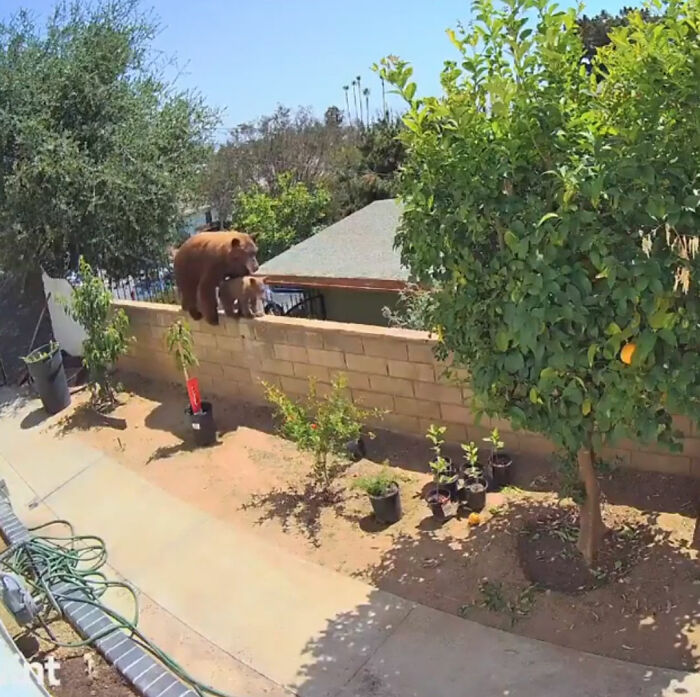 "¡Sin duda la cosa más loca que he encontrado!": Un cazador encuentra una cámara perdida con imágenes grabadas por un oso