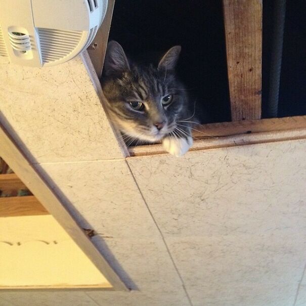 Why Is Muffins In The Ceiling?