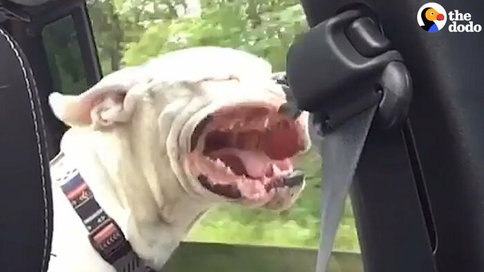 O...k... Yeah I Rolled Down The Window For My Dog And It Looks Like A Bomb Went Off In His Mouth