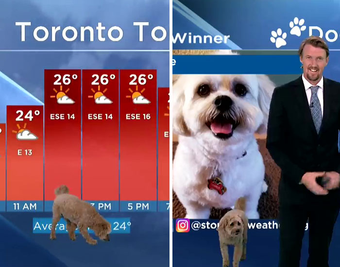 Good Boy Treats Audience With His Appearance During Toronto Weathercast By Asking Meteorologist For A Treat