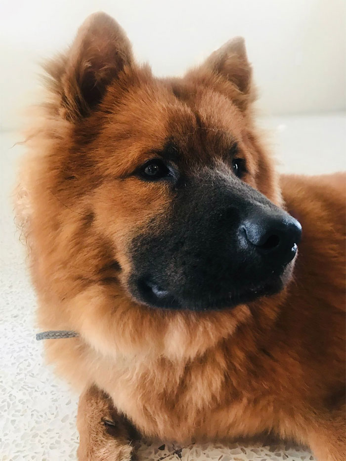 Stranger Mistakenly Tries To Liberate Guy's Muzzled Dog Due To Believing It's Animal Cruelty Stranger Mistakenly Tries To Liberate Guy's Muzzled Dog Due To Believing It's Animal Cruelty