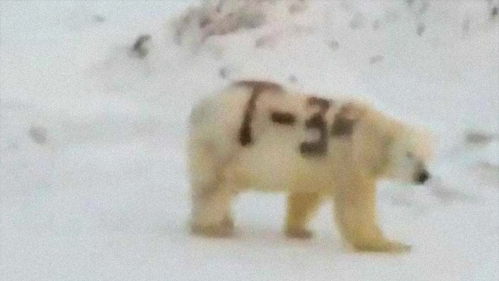 The Russian Scientists Want To Know Who Wrote "T-34" (Soviet Medium Tank) On The Side Of A Polar Bear