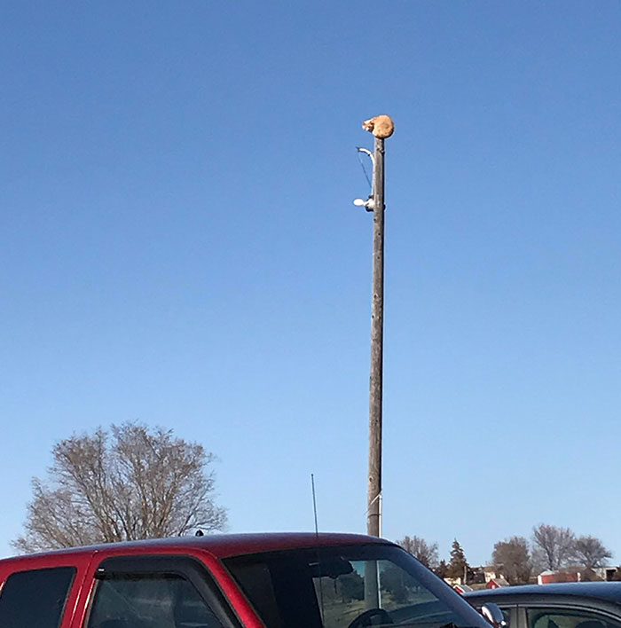 My Cat Got Stuck Today.