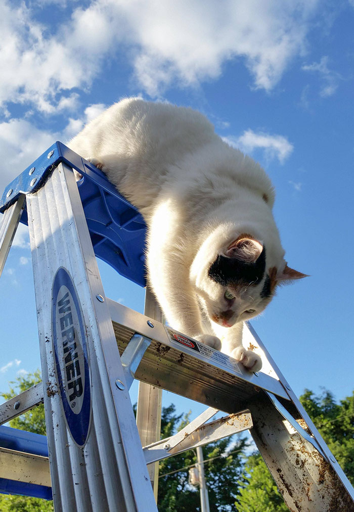 Heard My Cat Screaming Outside, Found Her Stuck Like This