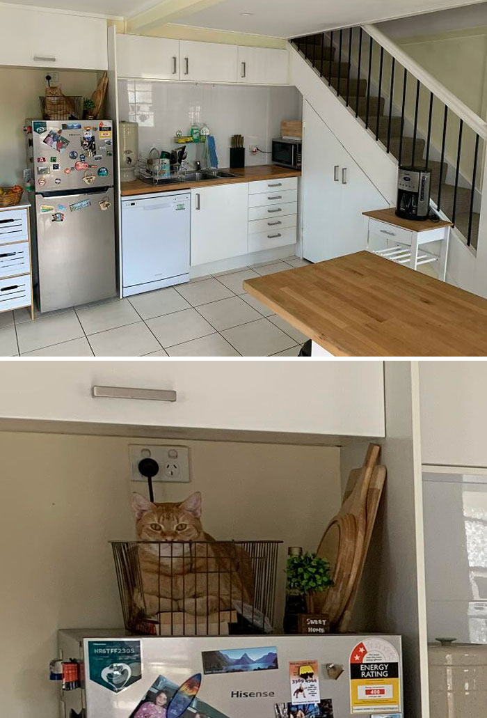 I Lost My Cat Today And Eventually Found Him Like This Staring At Me