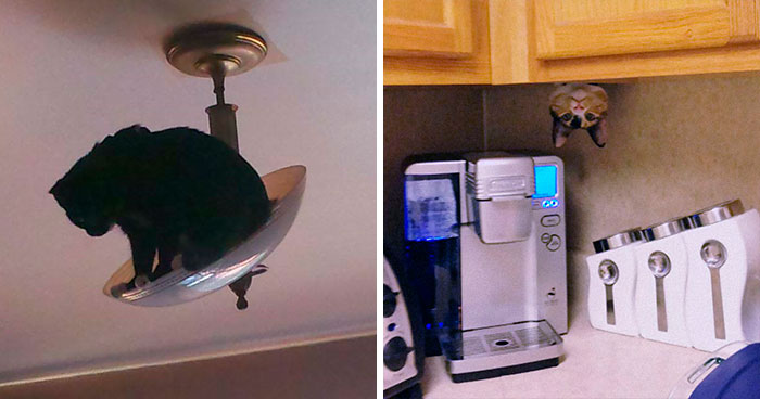 40 Dueños de gatos muestran los sitios más insólitos en los que han encontrado a sus mascotas