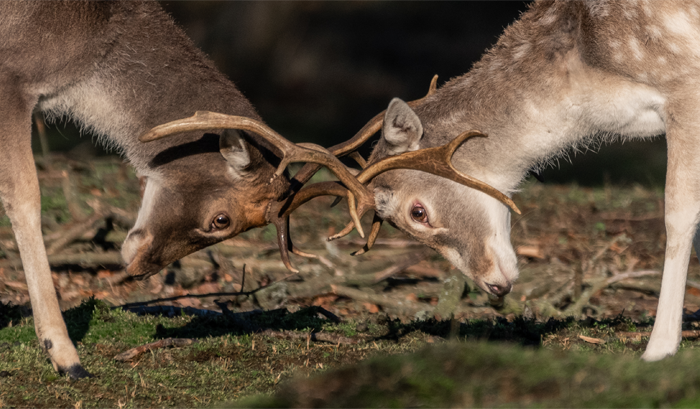 I’ve Spent 5 Years Capturing Perfectly Timed Action Shots Of Animals In Nature (35 Pics)